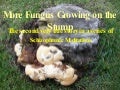 Fungus On A Stump