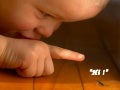 Funny Animals   2006