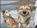 Funny Pics
