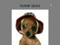 Funny Dogs