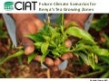 Future climate scenarios for kenyan tea farmers  presentation