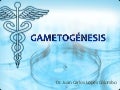 Gametogénesis