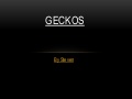 Geckos