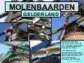 GELDERSE MOLENBAARDEN