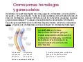 Genética: Alelos