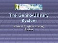 Genito Urinary System