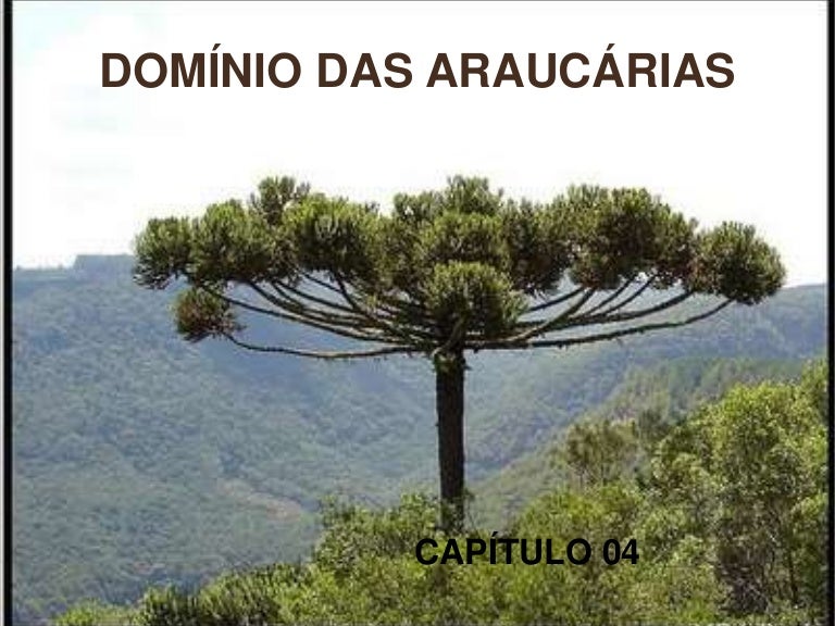 Hoje apetece-me falar de castanhas  Geobrasildominio-araucarias-130619081746-phpapp01-thumbnail-4