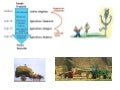 Geodemografia europa preindustrial