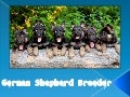 Best German Shepherd Breeders