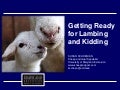 Getting Ready For Lambing And Kidding