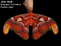 Giant Moths 