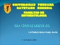Glándulas Salivales