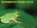 Glossário de jardinagem   animais - batráquios