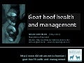 Goat hoof health and management