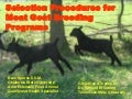 Beginning Farmer Livestock 2: Selective Procedures for Meat Goat Breeding Programs
