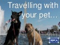 RSPCA - Go on holidays with your pet!