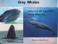 OMSI Science Pub - Gray Whales
