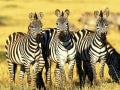 Great animals and birds