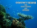 Octopus's Garden - Great barrier reef