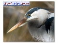 Great blueheron 
