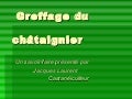 Greffage du Chataignier