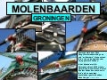 GRONINGER MOLENBAARDEN
