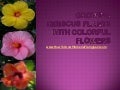 Growing Hibiscus Plants With Colorful Flowers