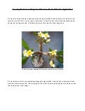 Growing Plumeria Cuttings and Plumeria Plants with the Egg Method