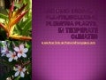Growing Tropical Plants, Including Plumeria Plants, In Temperate Climates