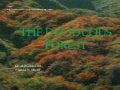 The Deciduous Forest
