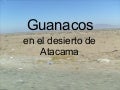 Guanacos