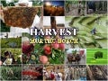 HARVEST- MÙA THU HOẠCH