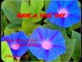 Have a nice day