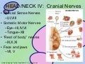 Headneck iv  cranial nerves