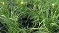 Hemerocallis Happy Returns
