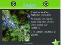 Herbario