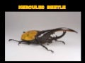 Hercules beetle
