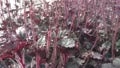 Heuchera Frosted Violet