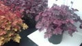Heuchera Midnight Rose
