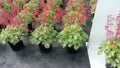 Heuchera Snow Angel