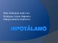 Hipotálamo