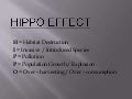Hippo Effect 