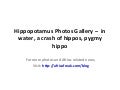 Photos of Hippopotamus (Hippo) to download for free
