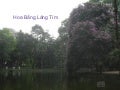 Hoa Bằng Lăng Tím