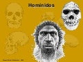 Hominidae