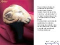 Horoscopos  www.giiaa.com