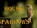 House sparrows (v.m.)
