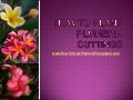 How To Plant Plumeria Cuttings