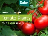 How to Prune Tomato Plants the Righ...