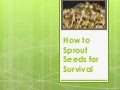How to Sprout Seeds for Survival